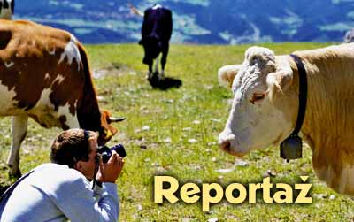 reporta